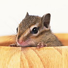 Acessórios para Pequenos Animais