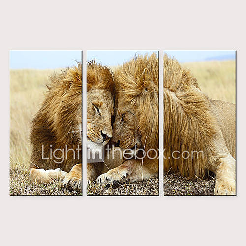 Print Rolde Canvasafdrukken Dieren Modern Drie Panelen huismerk kopen in de aanbieding Print Rolde Canvasafdrukken Dieren Modern Drie Panelen huismerk kopen in de aanbieding